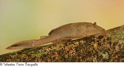 Hypostomus commersoni = Berisso-Buenos Aires Province, Argentina