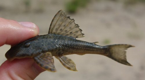 Hypostomus commersoni = Cerro Largo Department, Uruguay