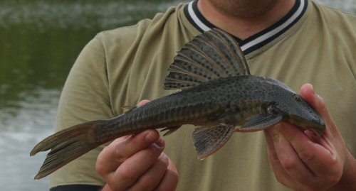 Hypostomus commersoni = Cerro Largo Department, Uruguay