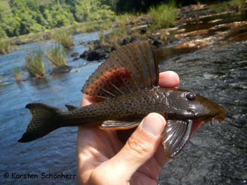 Hypostomus corantijni = Sipaliwini River, Falawatra, Suriname.