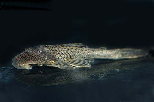 Hypostomus paranensis