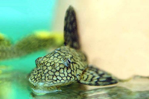 Hypostomus faveolus  = head view