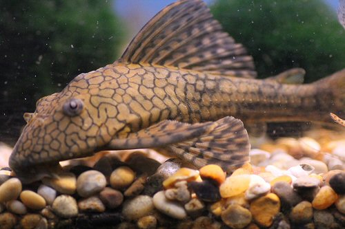 Hypostomus faveolus 