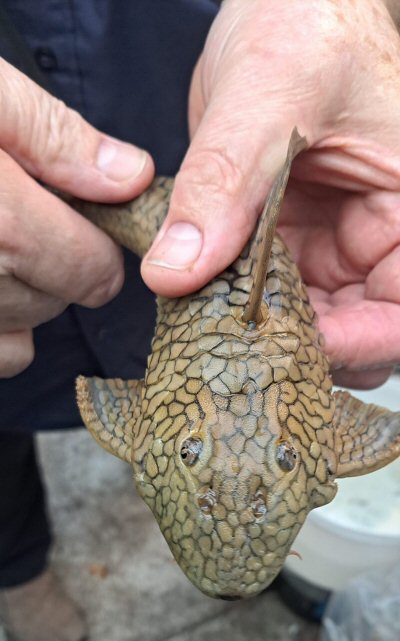 Hypostomus faveolus = head view