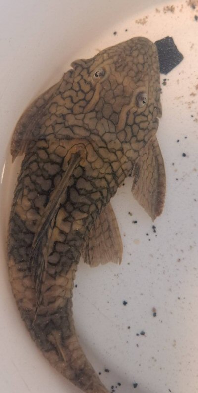 Hypostomus faveolus = dorsal view