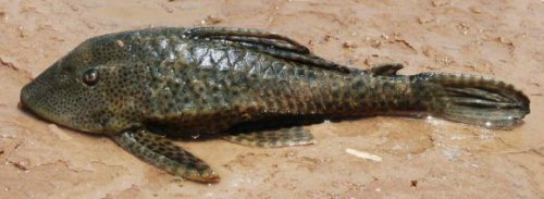 Hypostomus formosae =Live specimen-Formosa Province: Bañado La Estrella, Argentina