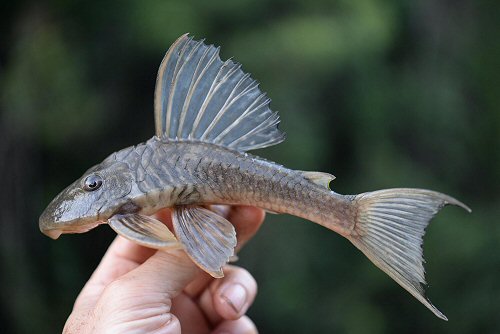 Hypostomus francisci = From rio das Velhas S of town of Rio Acima (upper Säo Francisco), 20°08'16.9"S, 43°47'33.8"W