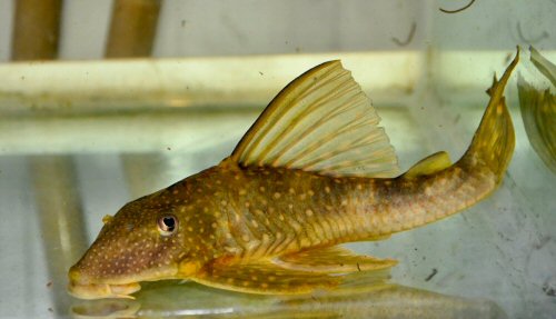 Hypostomus francisci