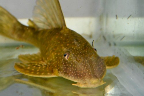 Hypostomus francisci = head view