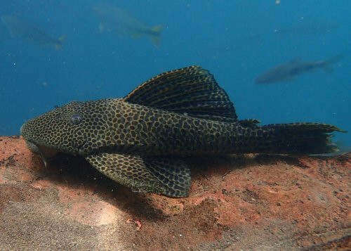 Hypostomus froehlichi = adult