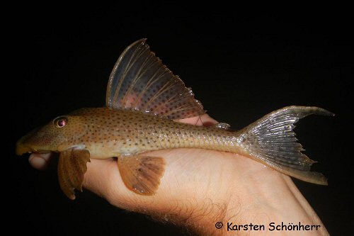 Hypostomus gymnorhynchus