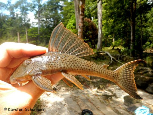 Hypostomus gymnorhynchus = Origin: Crique Margot (Maroni) French Guiana