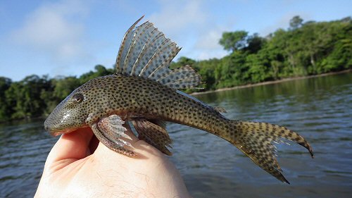 Hypostomus gymnorhynchus