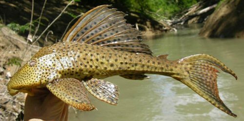 Hypostomus hemicochliodon