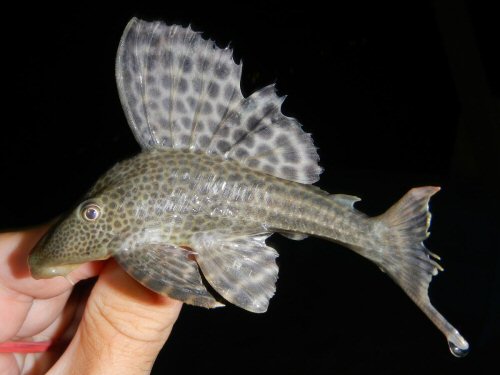 Hypostomus hemicochliodon = Maynas Province, Peru 