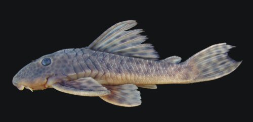 Hypostomus hermanni = Brazil, São Paulo State, Piracicaba, Piracicaba River, Upper Paraná River basin