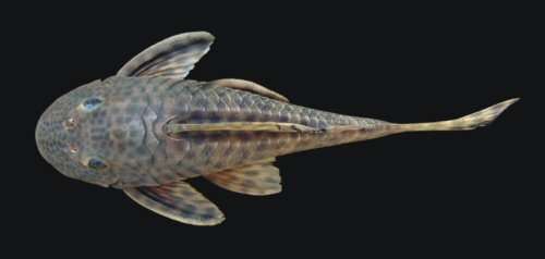 Hypostomus hermanni = Dorsal view-Brazil, São Paulo State, Piracicaba, Piracicaba River, Upper Paraná River basin