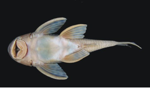 Hypostomus hermanni = Ventral view-Brazil, São Paulo State, Piracicaba, Piracicaba River, Upper Paraná River basin