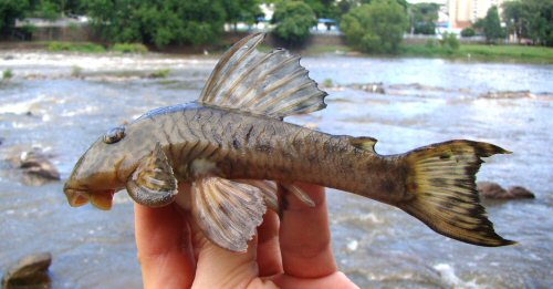 Hypostomus hermanni = Brazil, São Paulo State, Piracicaba, Piracicaba River, Upper Paraná River basin.