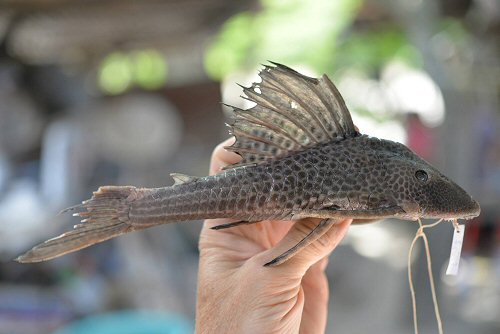 Hypostomus hondae