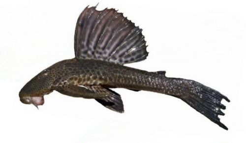 Hypostomus isbrueckeri