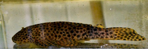 Hypostomus jaguar