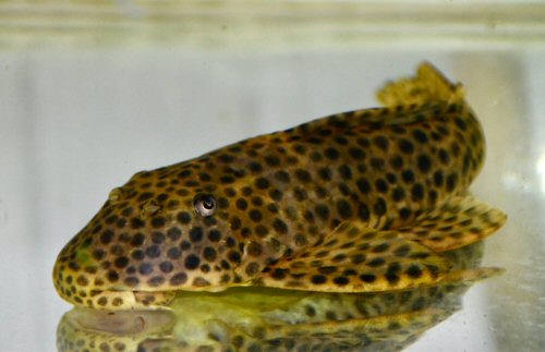 Hypostomus jaguar = dorsal view