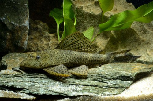 Hypostomus jaguribensis