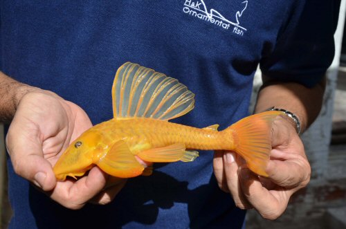 Hypostomus jaguribensis = colour morph