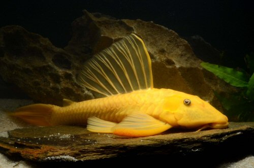 Hypostomus jaguribensis = colour morph