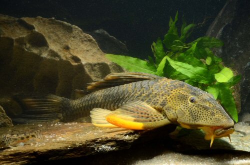 Hypostomus jaguribensis = colour morph