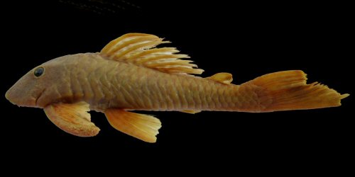 Hypostomus johnii = Poti River, tributary of the Parnaíba River basin, Crateús, Ceará, Brazil