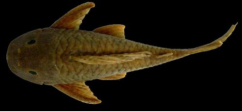 Hypostomus johnii = Dorsal view-Poti River, tributary of the Parnaíba River basin, Crateús, Ceará, Brazil