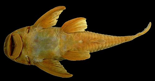 Hypostomus johnii = Ventral view-Poti River, tributary of the Parnaíba River basin, Crateús, Ceará, Brazil