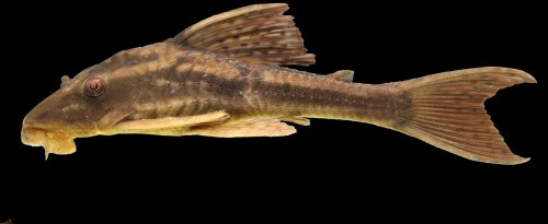 Hypostomus khimaera = Rio Curupira, a tributary of the Rio Pari