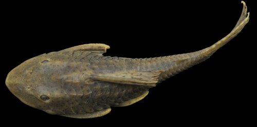 Hypostomus khimaera = Dorsal view-holotype córrego Salobo, Rio Paraguai basin, Mato Grosso, Brazil