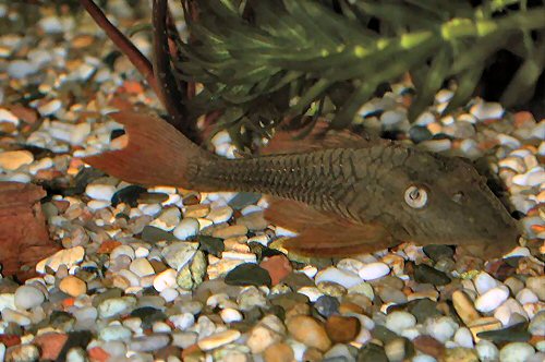 Hypostomus soniae