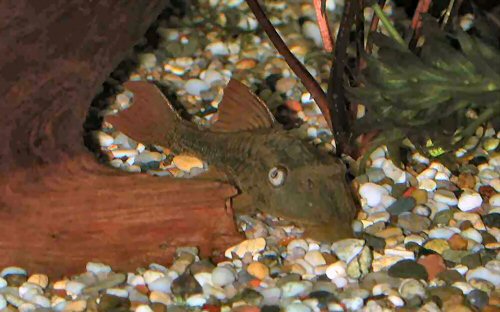 Hypostomus soniae