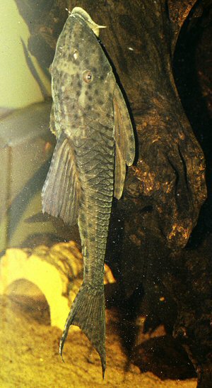 Hypostomus sp. (L 138) 