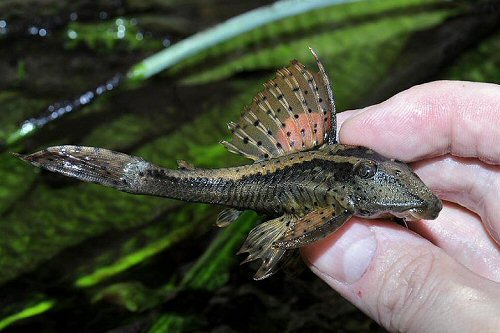 Hypostomus sp. (L138) 