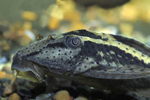 Hypostomus sp. (L138)  = head view