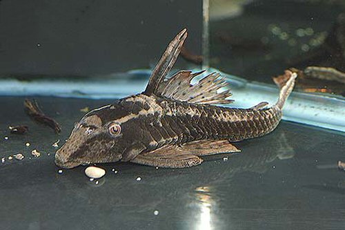 Hypostomus sp. (L139)