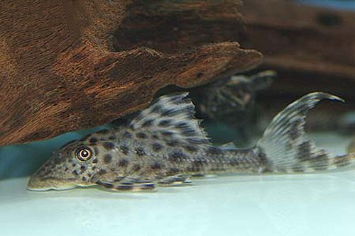 Hypostomus sp. (L227) 