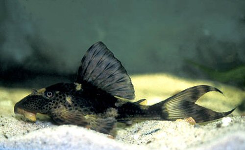 Hypostomus sp. (L229) 