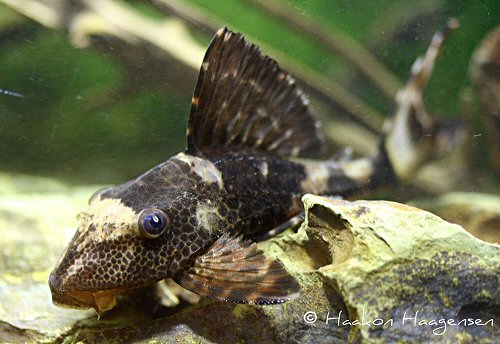 Hypostomus sp. (L229)  = juvenile head view