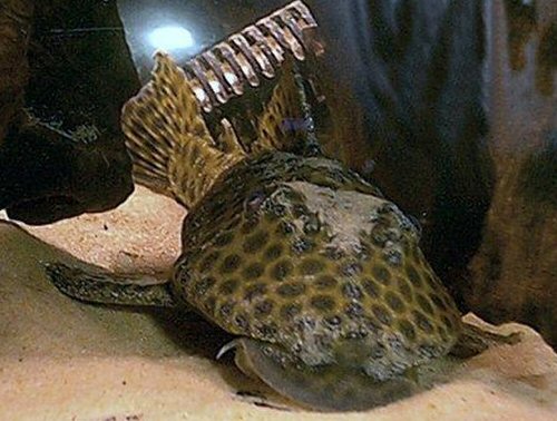 Hypostomus fuscomaculatus = head view