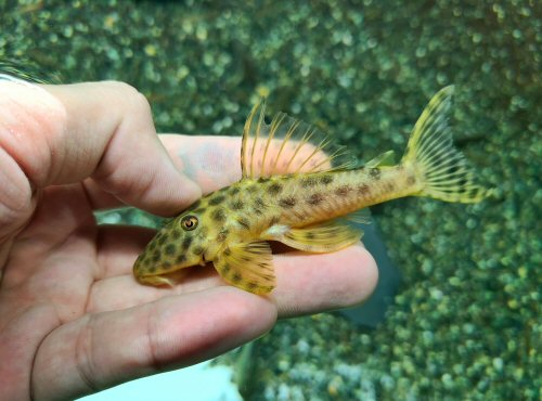 Hypostomus fuscomaculatus = sub-adult