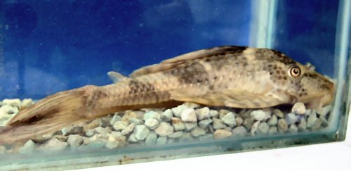 Hypostomus sp. (L266/L231) 