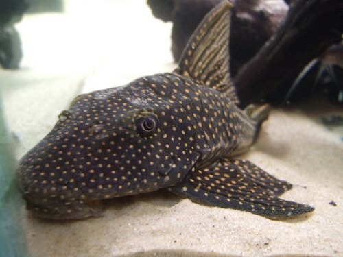 Hypostomus sp. (L311) = head view