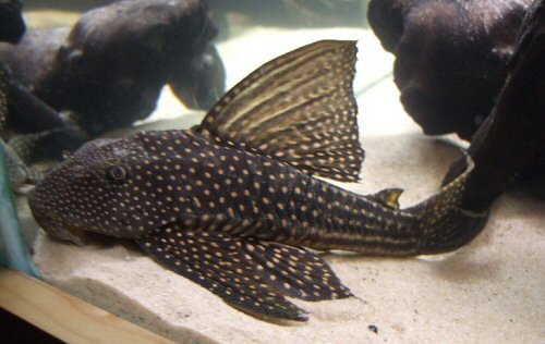 Hypostomus sp. (L311) 